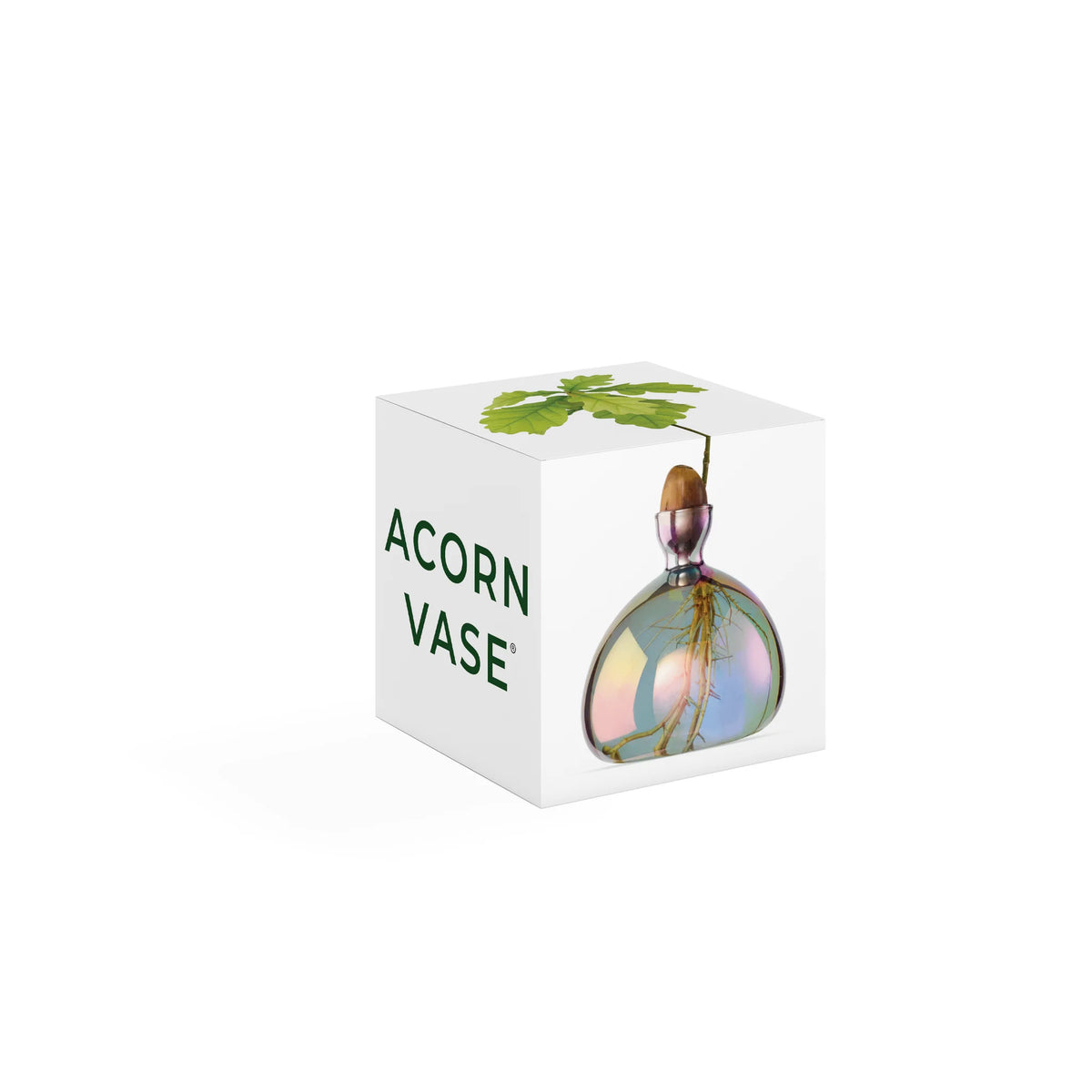 Ilex Studio Anzuchtvase “Acorn” Cosmic Vega | Für Eicheln | Ilex Studio