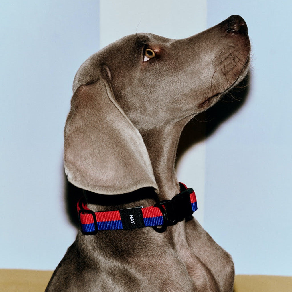 HAY Halsband „Flat Red & Blue (M/L)“ | Markanter Look | HAY Dogs