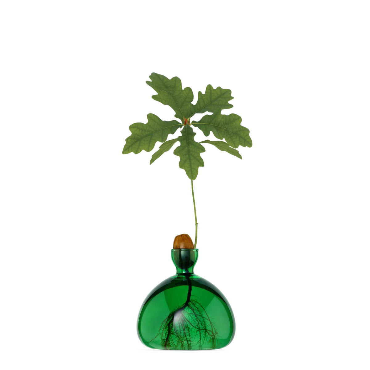 Ilex Studio Anzuchtvase “Acorn” Emerald Green | Für Eicheln | Ilex Studio