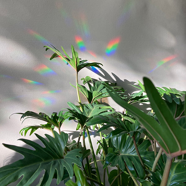 Botanopia Rainbow Sticker "Flourish"