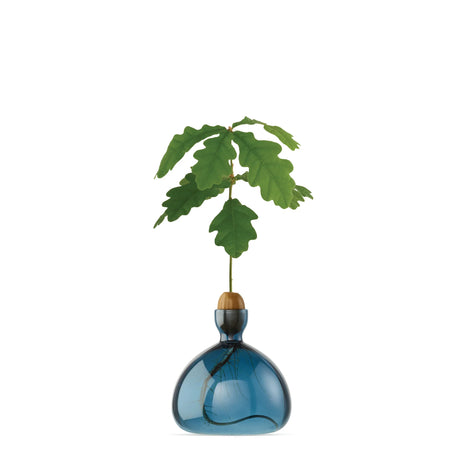 Ilex Studio Anzuchtvase “Acorn” Blue Jay | Für Eicheln | Ilex Studio