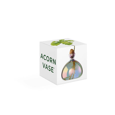 Ilex Studio Anzuchtvase “Acorn” Cosmic Vega | Für Eicheln | Ilex Studio