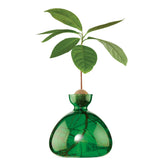 Ilex Studio Anzuchtvase “Avocado” Emerald Green | Für Avocadokerne | Ilex Studio