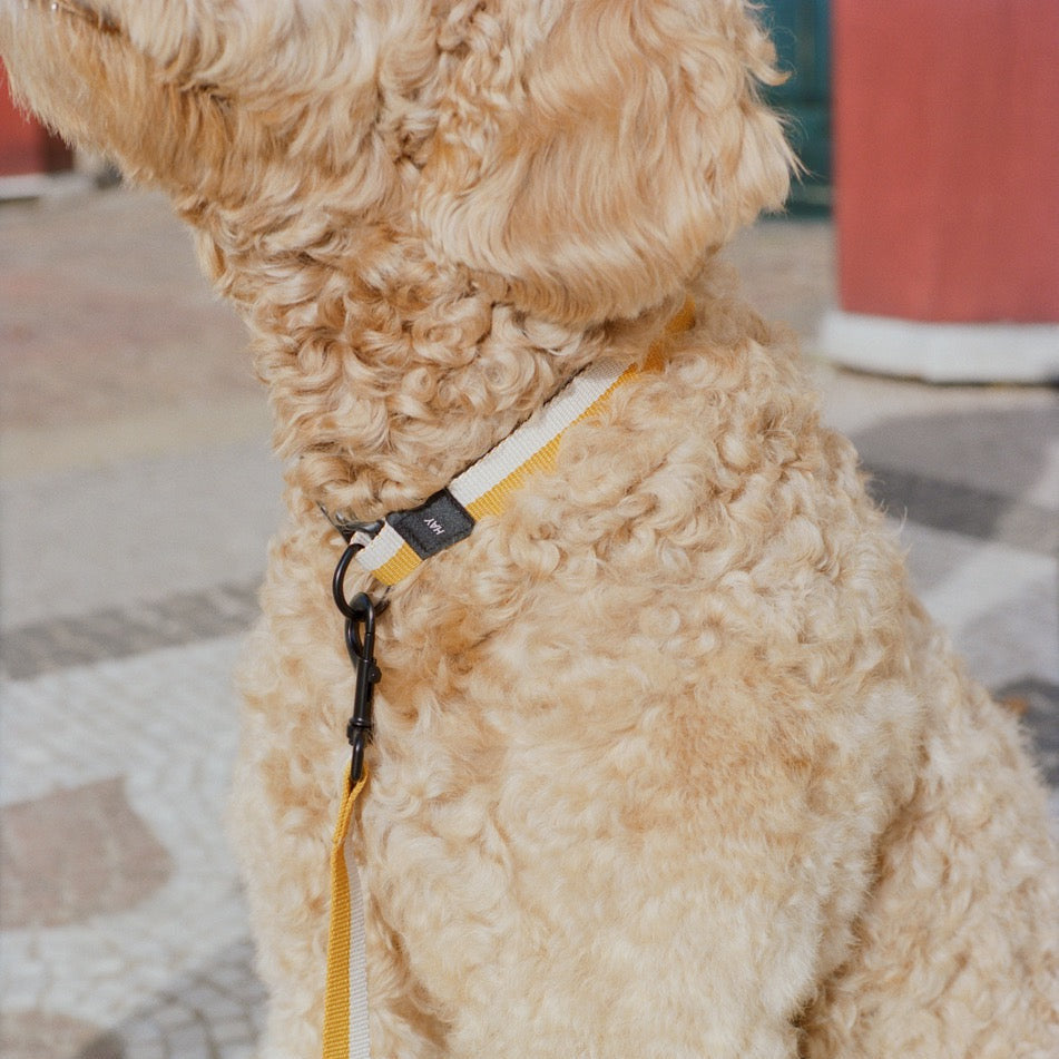 HAY Halsband „Flat Off-White & Ochre (S/M)“ | Dezent & zeitlos | HAY Dogs