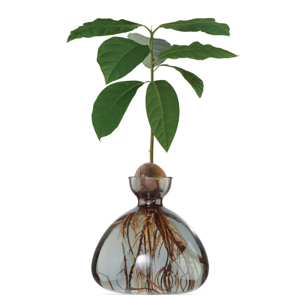 Ilex Studio Anzuchtvase “Avocado” Smoke Grey | Für Avocadokerne | Ilex Studio
