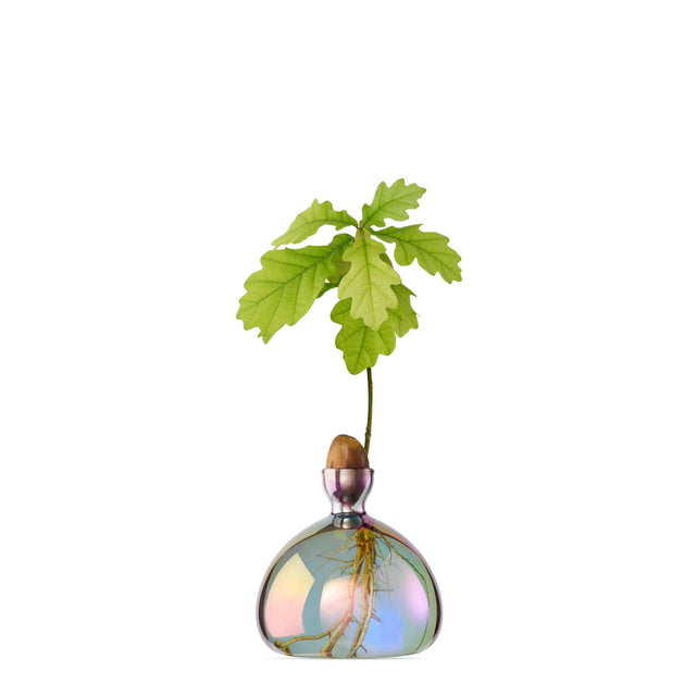 Ilex Studio Anzuchtvase “Acorn” Cosmic Vega | Für Eicheln | Ilex Studio