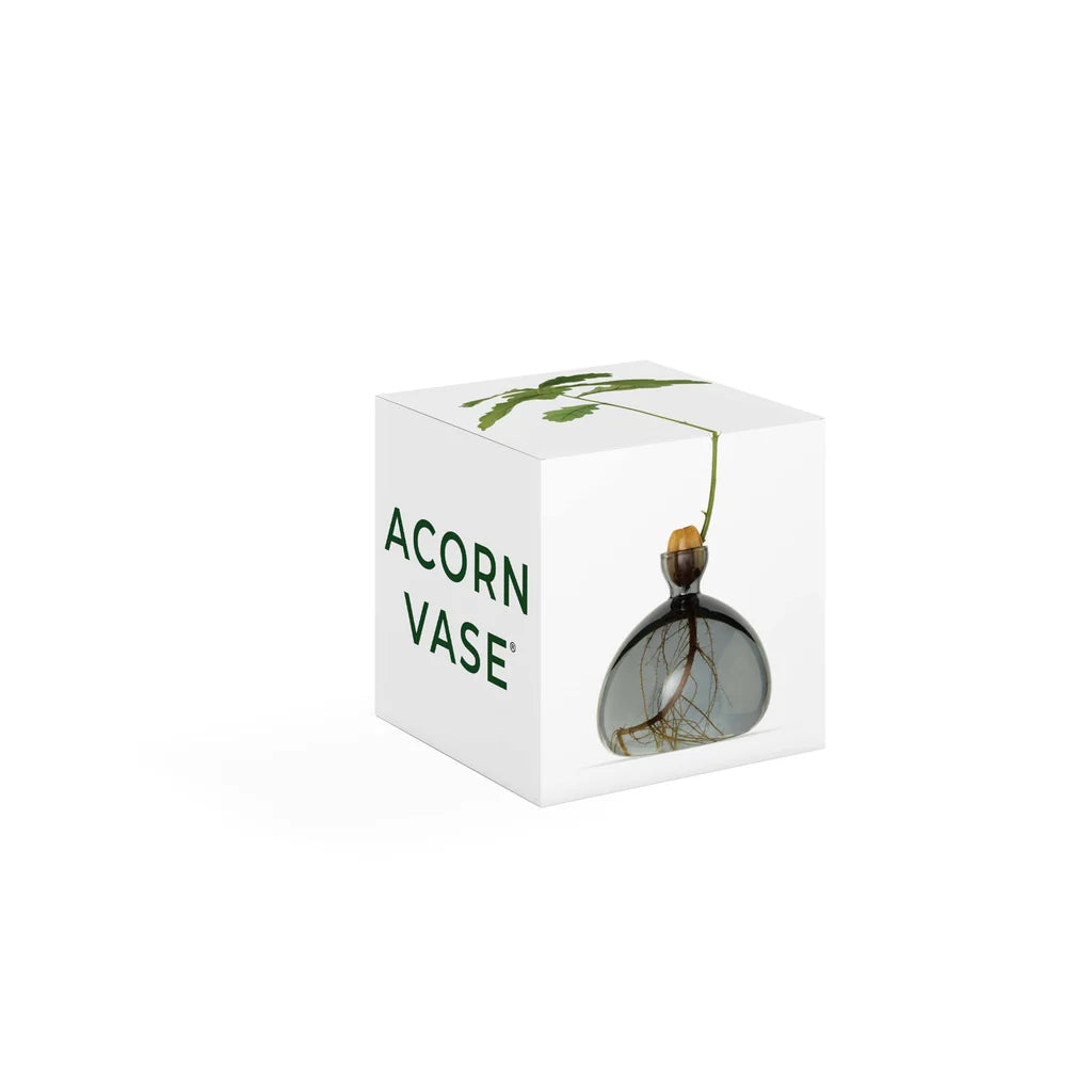 Ilex Studio Anzuchtvase “Acorn” Smoke Grey | Für Eicheln | Ilex Studio