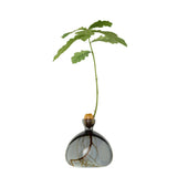 Ilex Studio Anzuchtvase “Acorn” Smoke Grey | Für Eicheln | Ilex Studio