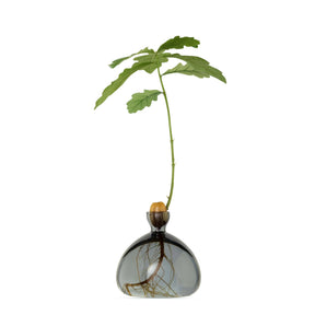 Ilex Studio Anzuchtvase “Acorn” Smoke Grey | Für Eicheln | Ilex Studio